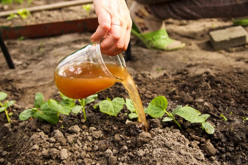 Sustainable Farming