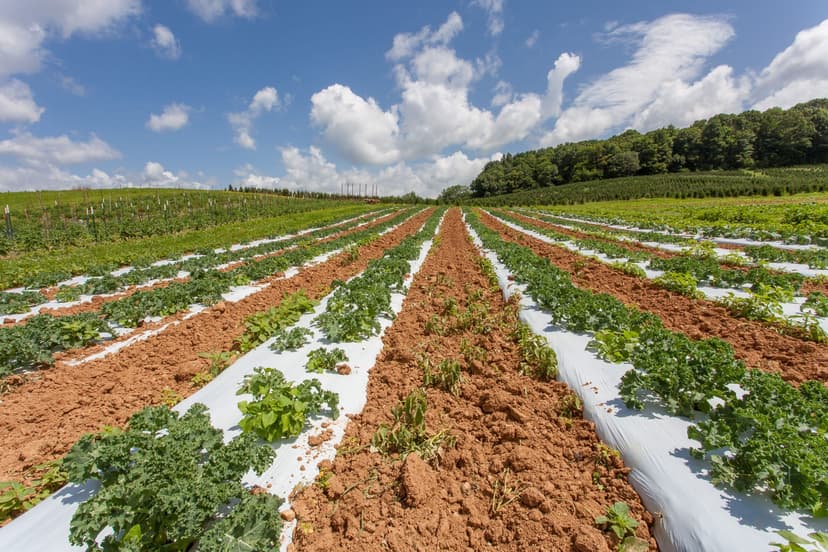Sustainable Farming